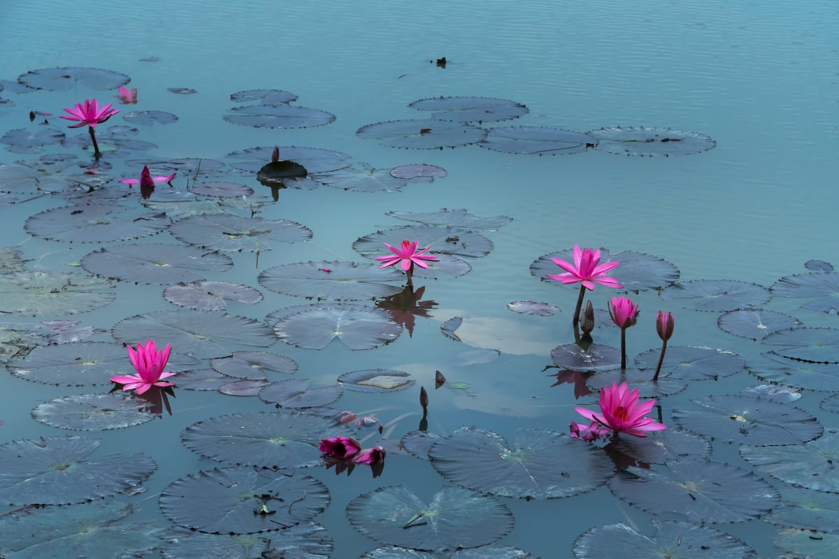 Pink Lotus Flowers