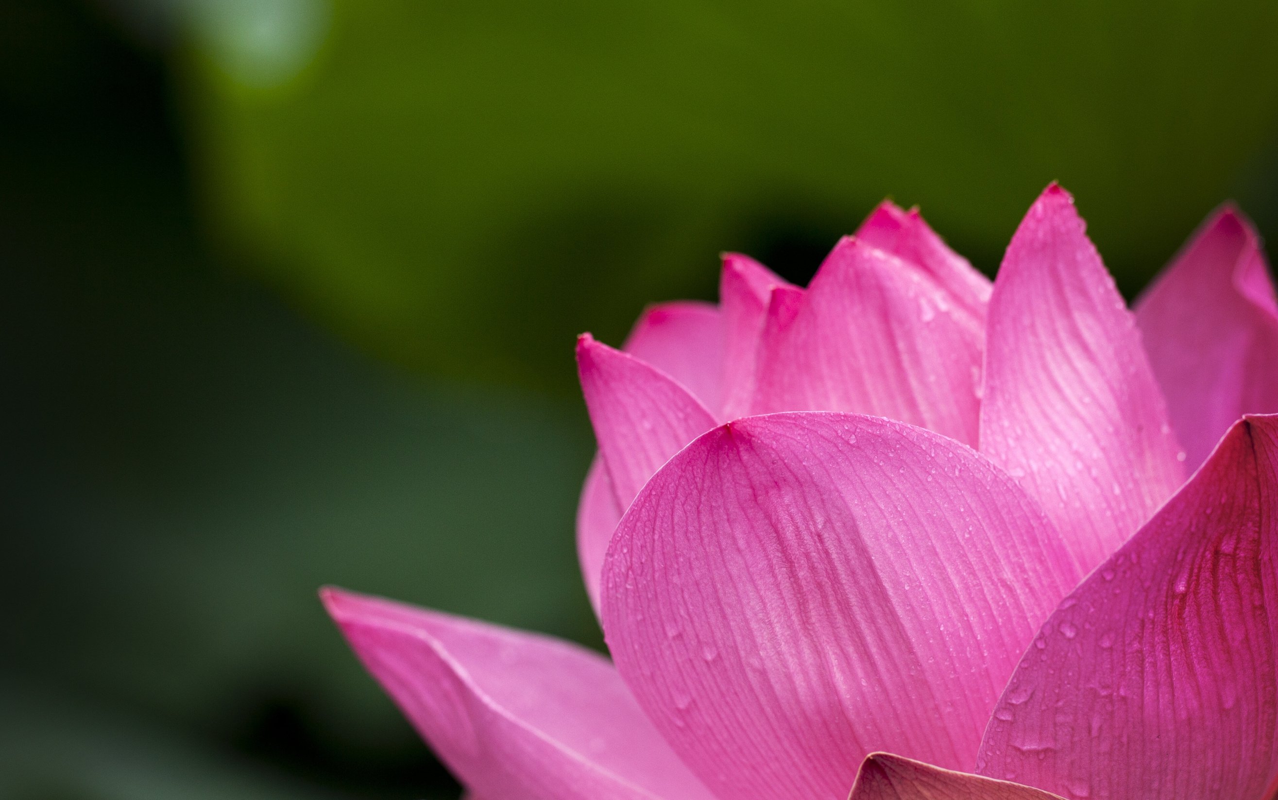 Pink Lotus Flower